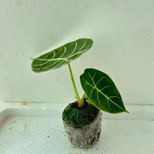 Alocasia Black Velvet Plant Sapling
