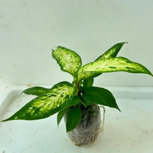 Dieffenbachia Plant Sapling