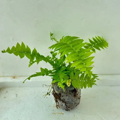 Boston Fern Plant Sapling