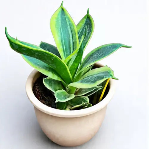 Variegated Sansevieria Golden Plant